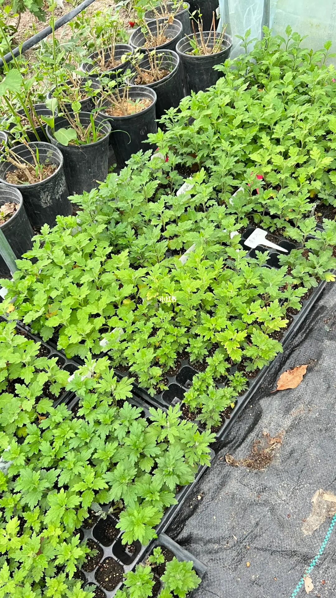 切花菊苗出组合，十棵随机15元顺丰包邮