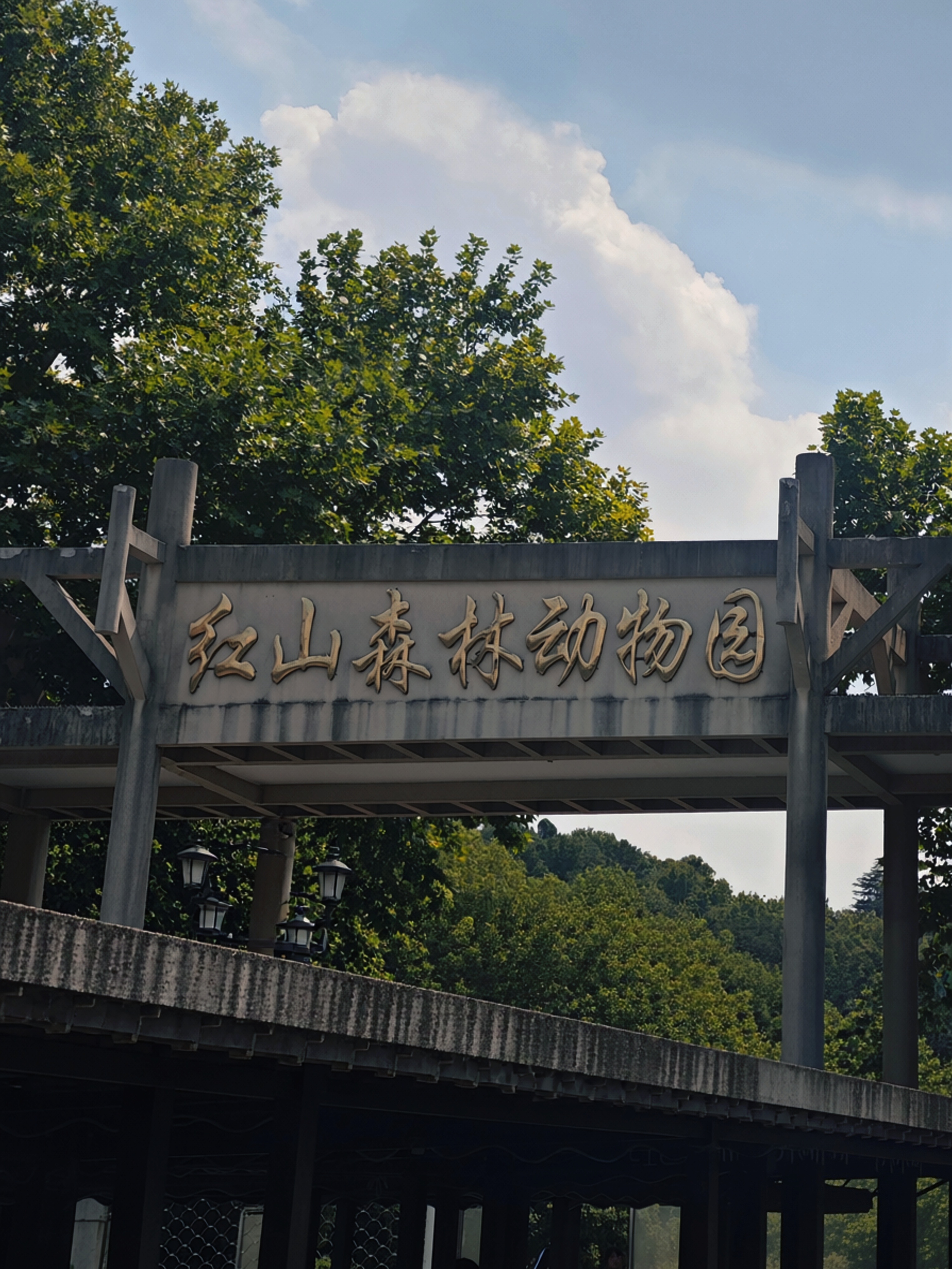 来南京红山和小动物们碰面南京的宝藏角落红山，踩着树荫散步，偶遇探头的小熊猫和细尾