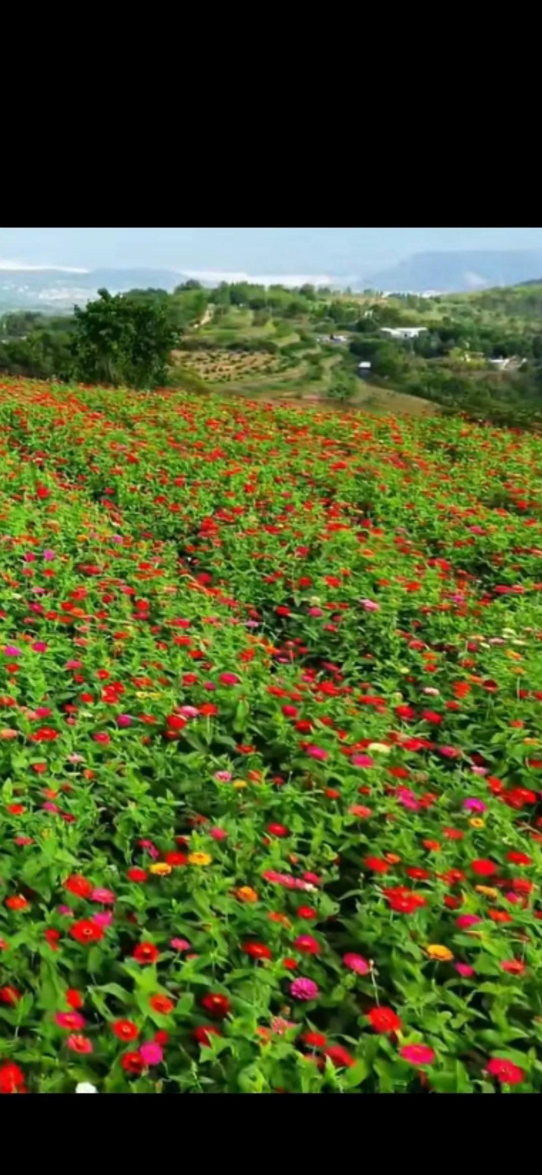 #分享你手机中的花花草草#花坡