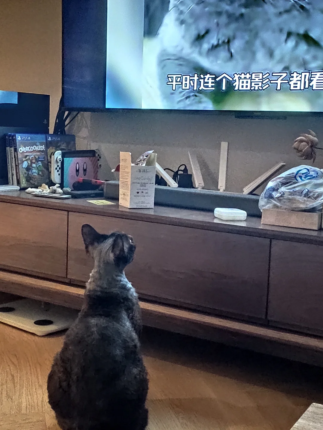 爱看电视的喵🐱