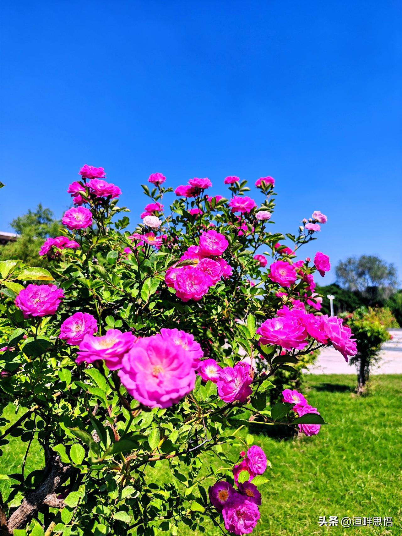 粉嫩月季盛开，阳光洒满花园，美不胜收！🌸🌞