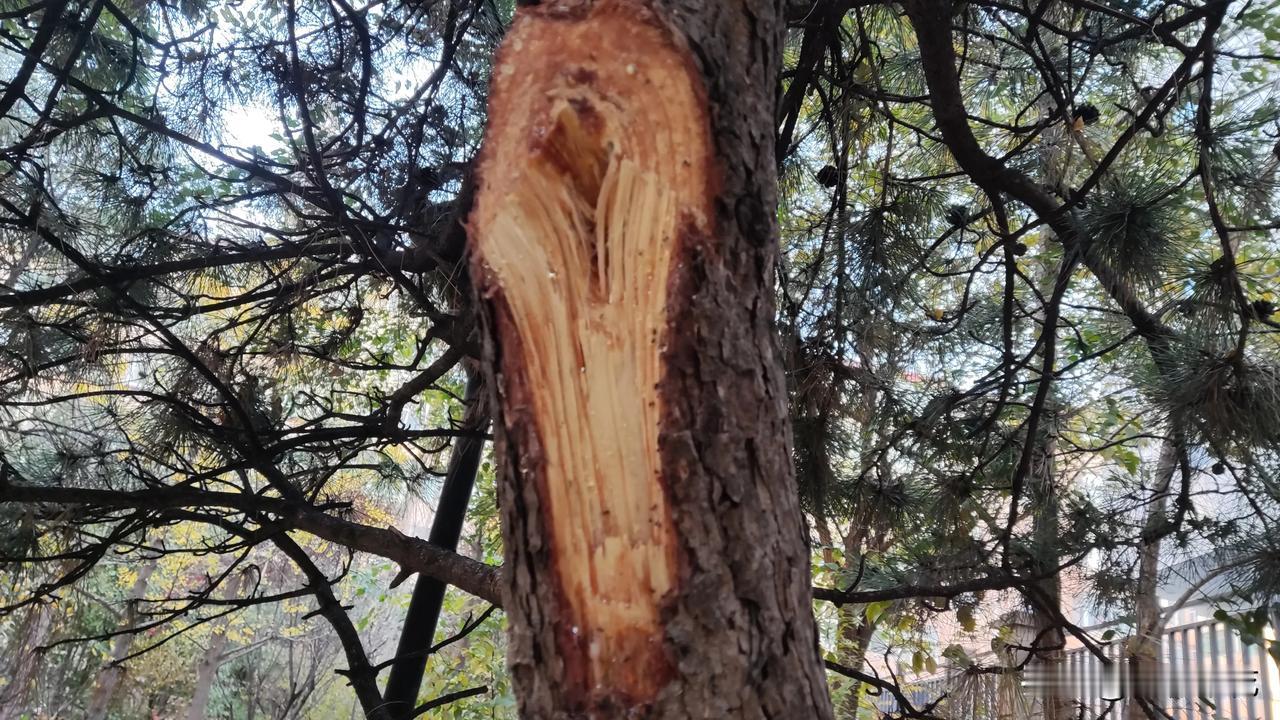 这是一个有着三人的办公室，也可以说就是值班室，这个值班室，一共也就三个人。三个人