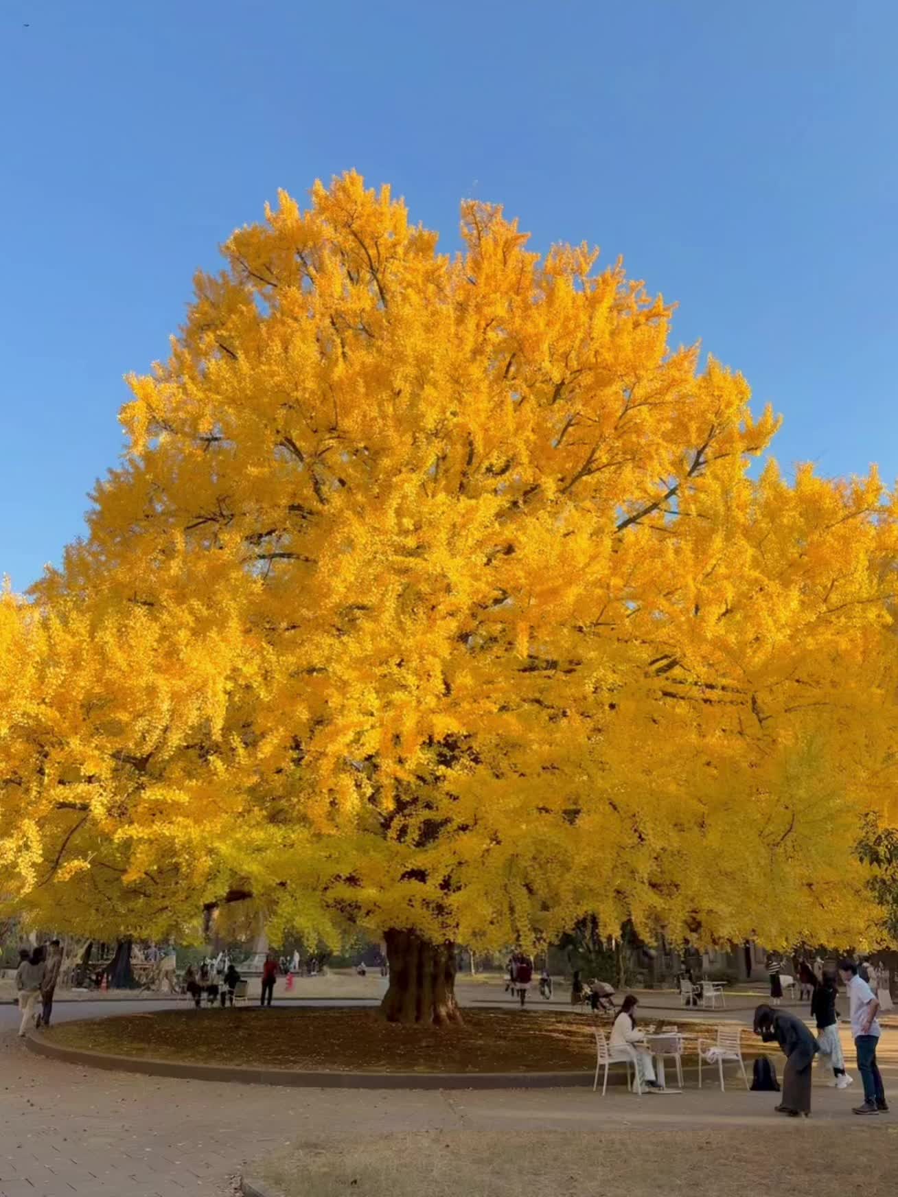 东京！一棵能量爆炸的幸运树！ 秋天来东京 千万不能错过东京大学 这里的...