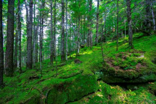 如果打仗了往山里跑安不安全？就这么跟你说吧，10个人躲山里，大概只有7~8个能活