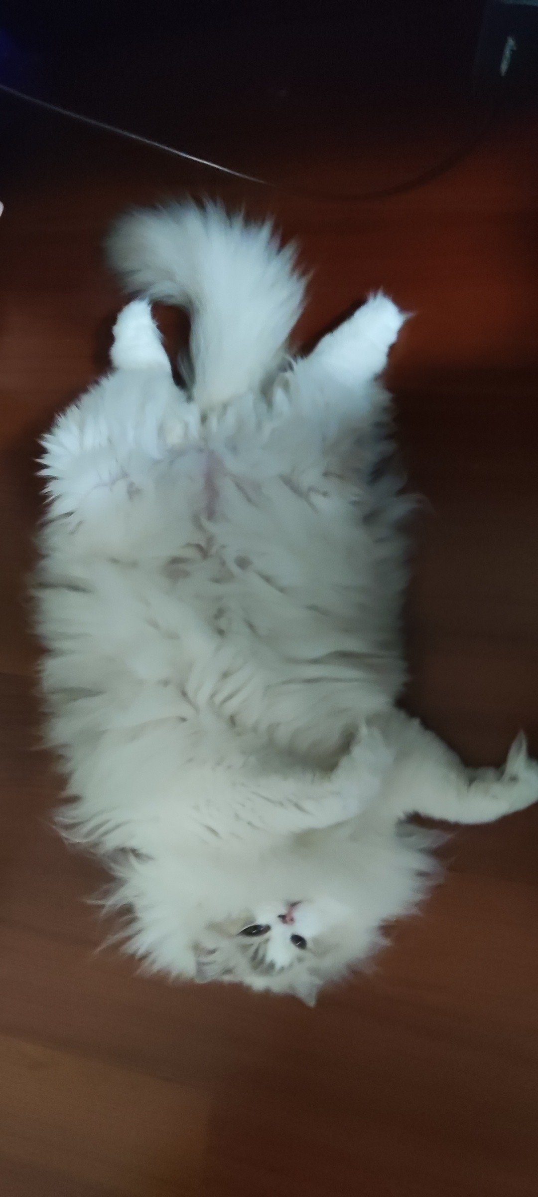 到了发毛的季节了，又一个猫猫是让人类羡慕的发量（家长） ​​​