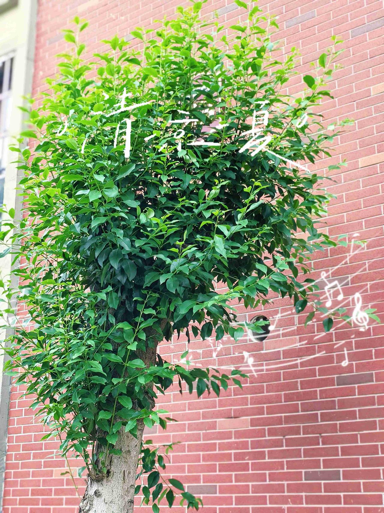 给夏天装个拉链，
拉开就能钻进
满是栀子花香的风里，
把所有燥热都关在外面。
带