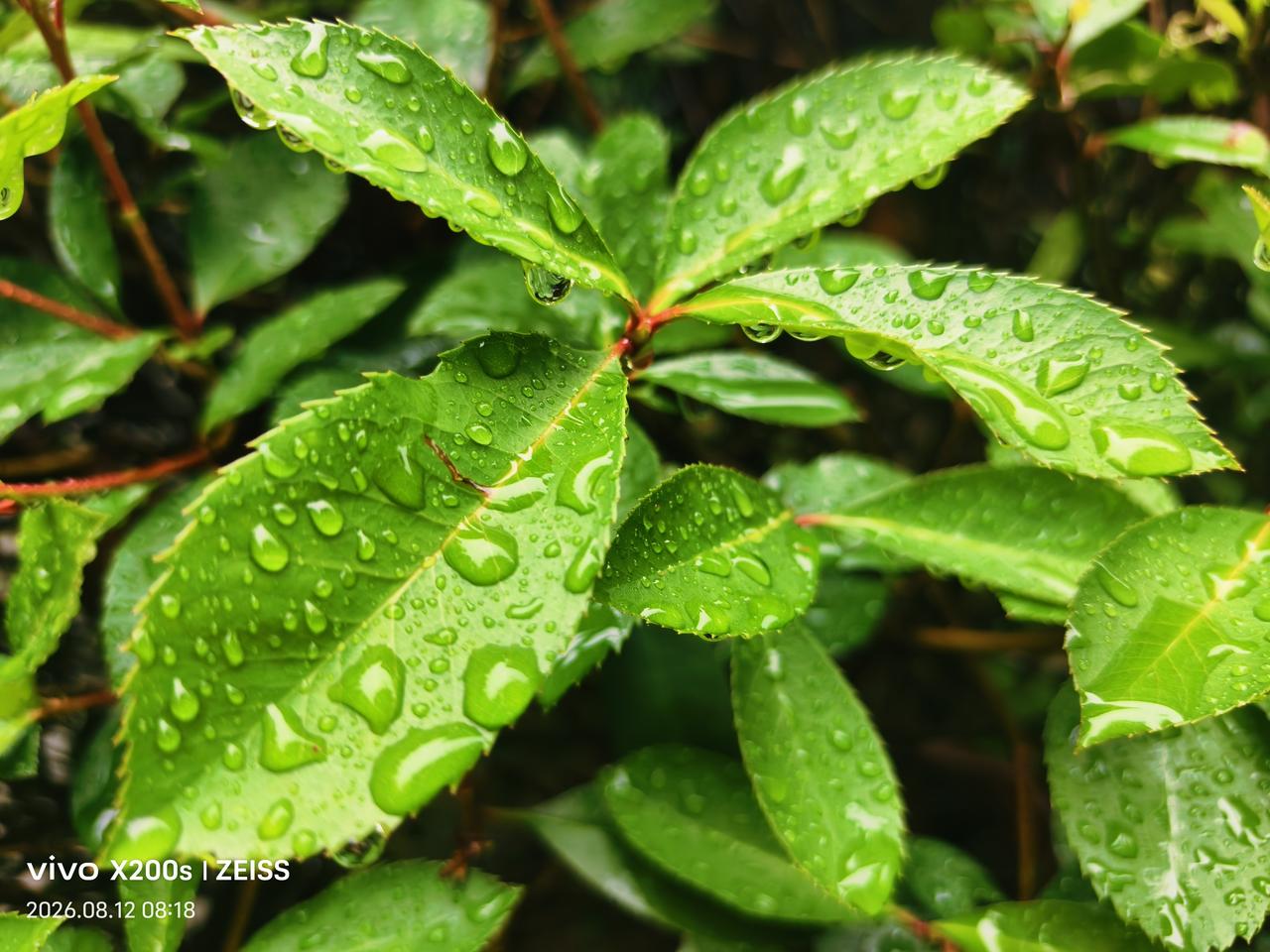 晒图笔记大赛无根水：植物被高温无水喝吓怕了，龙王打喷嚏下了几天的雨，它们虽然吃饱