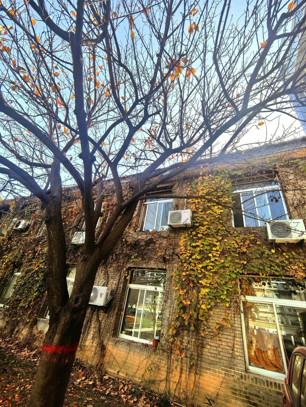 冬日生活打卡季秋高气爽的日子，回到母校参加一个培训，课间踱步进校园，阳光正好，斜