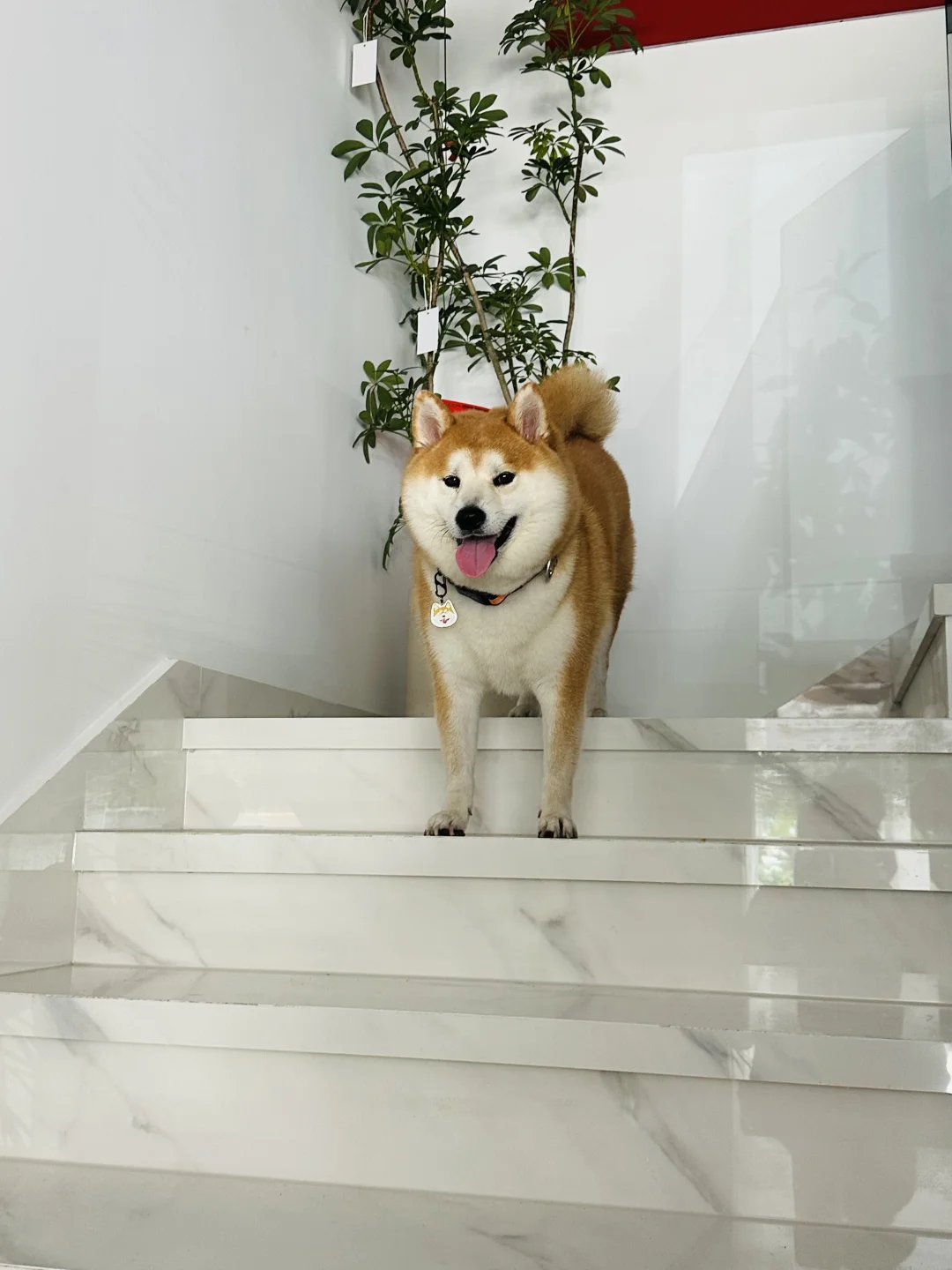 天呐，怎么会有这么可爱的小狗