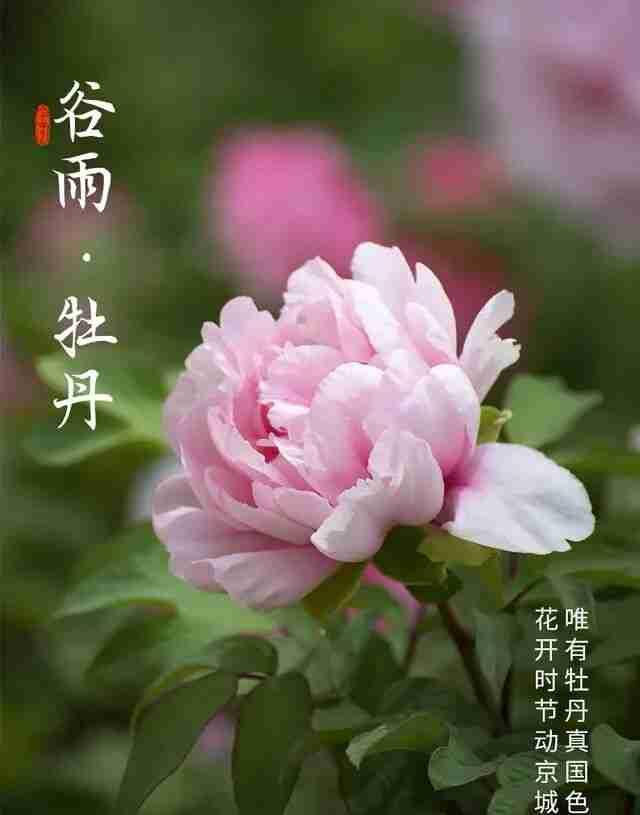 谷雨三朝看牡丹！牡丹花可以说是百花丛中王中之王，这段时间我看到很多朋友们都在晒牡