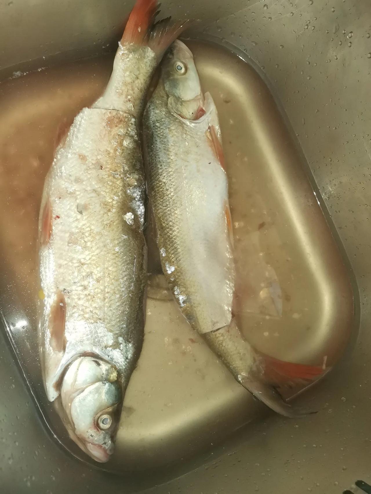 早上去买了两条鱼，我说是翘嘴鱼，卖鱼的坚持说这是红尾鱼，每斤要贵两块钱。
我看不