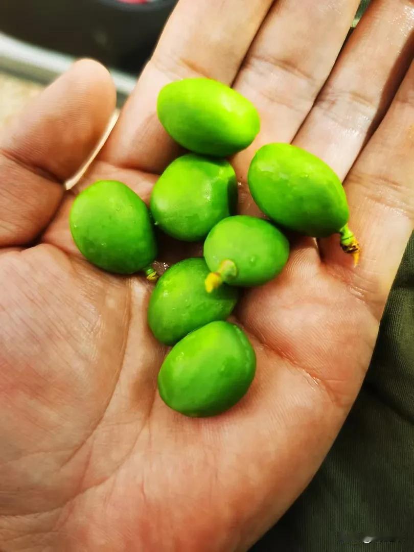 新鲜采摘的绿色小果子，可爱又诱人！山中的果子