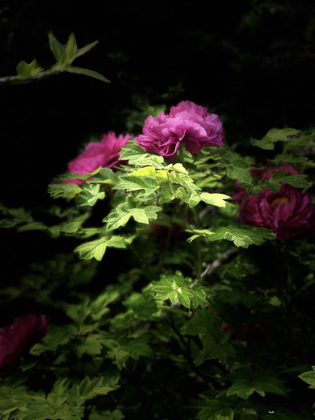 能否分享一张你拍的花卉照片舞台灯光效果的时图片