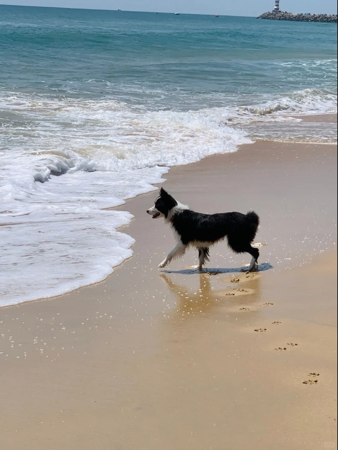 带着狗狗去看海