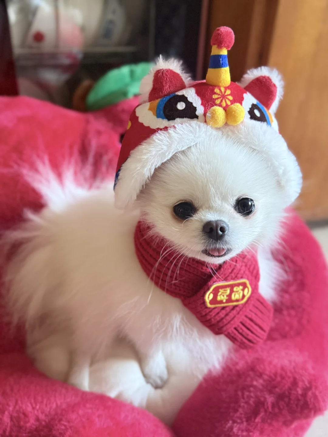 麻瓜给各位叔叔姨姨拜年啦！