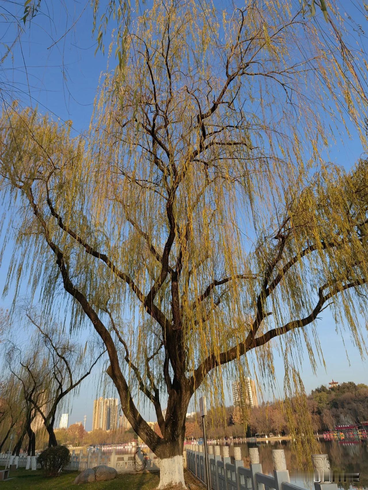 晴天清早晨光下，宝鸡人民公园湖边变色的垂柳，犹如水墨画般美丽，仔细观赏令人心旷神
