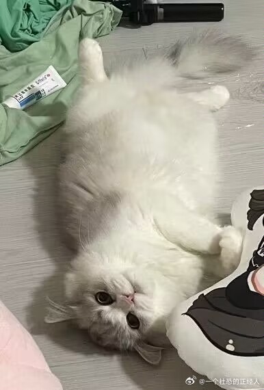 不丢Duang大一只丢😺 