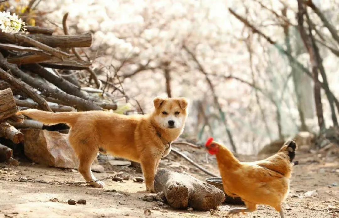 “  门巷春风处处花  …  ”