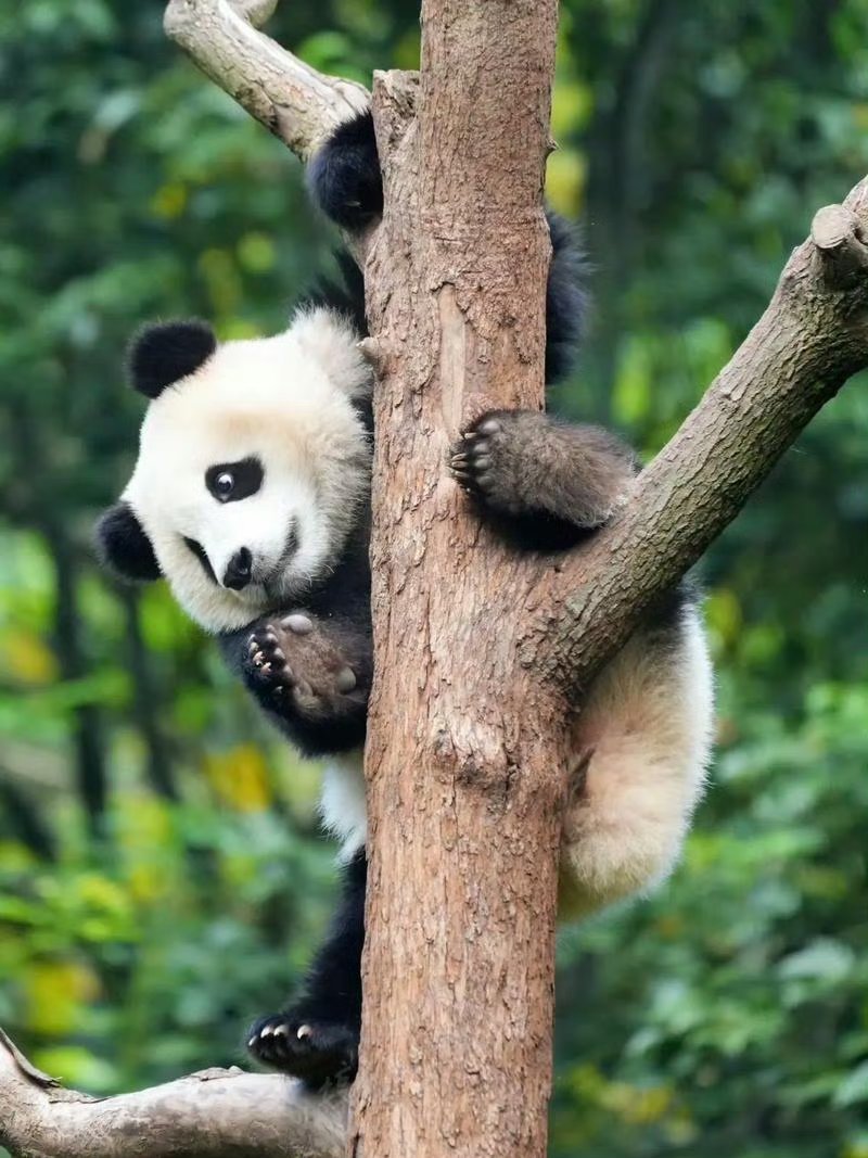 🐼熊猫守护者 🐼国宝大熊猫  🐼大熊猫，黑白世界的精灵，它们的存在，是对生