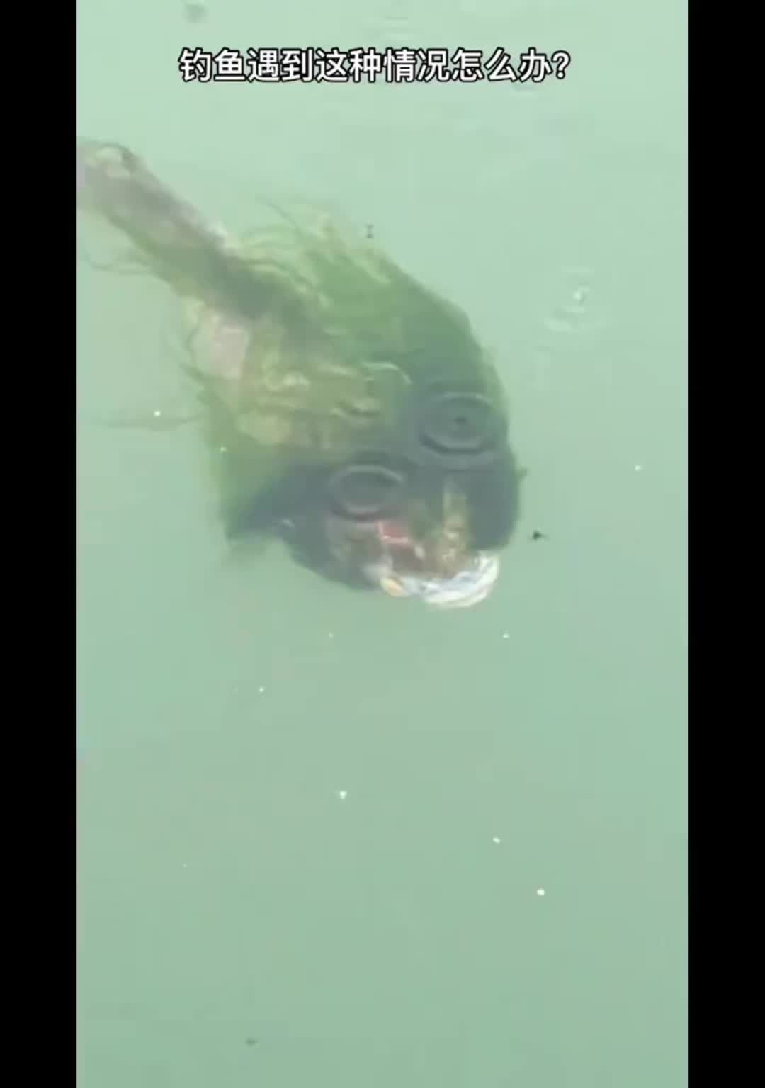 鱼儿自由自在的水中游  万物皆有灵性 钓鱼人