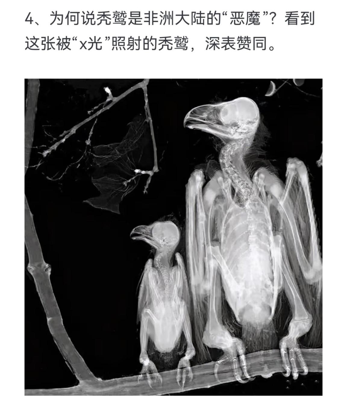 为何说秃鹫是非洲大陆的"恶魔"？