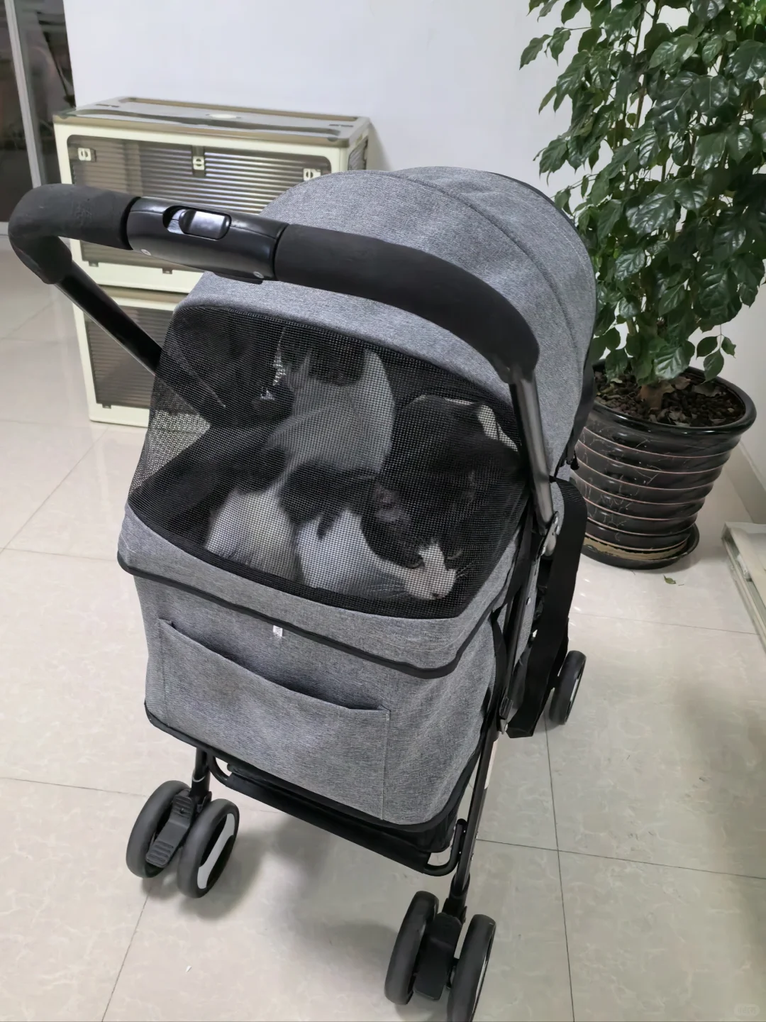 搬家之小猫进场