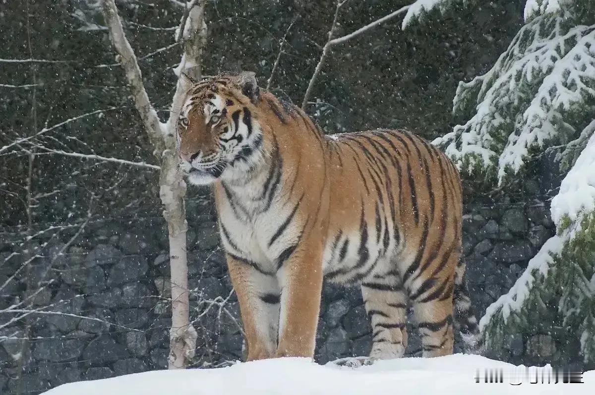 [胡瓜]黑龙江省勃利县被老虎咬的大爷目前还在ICU，因手腕被咬碎，与老虎亲密接触