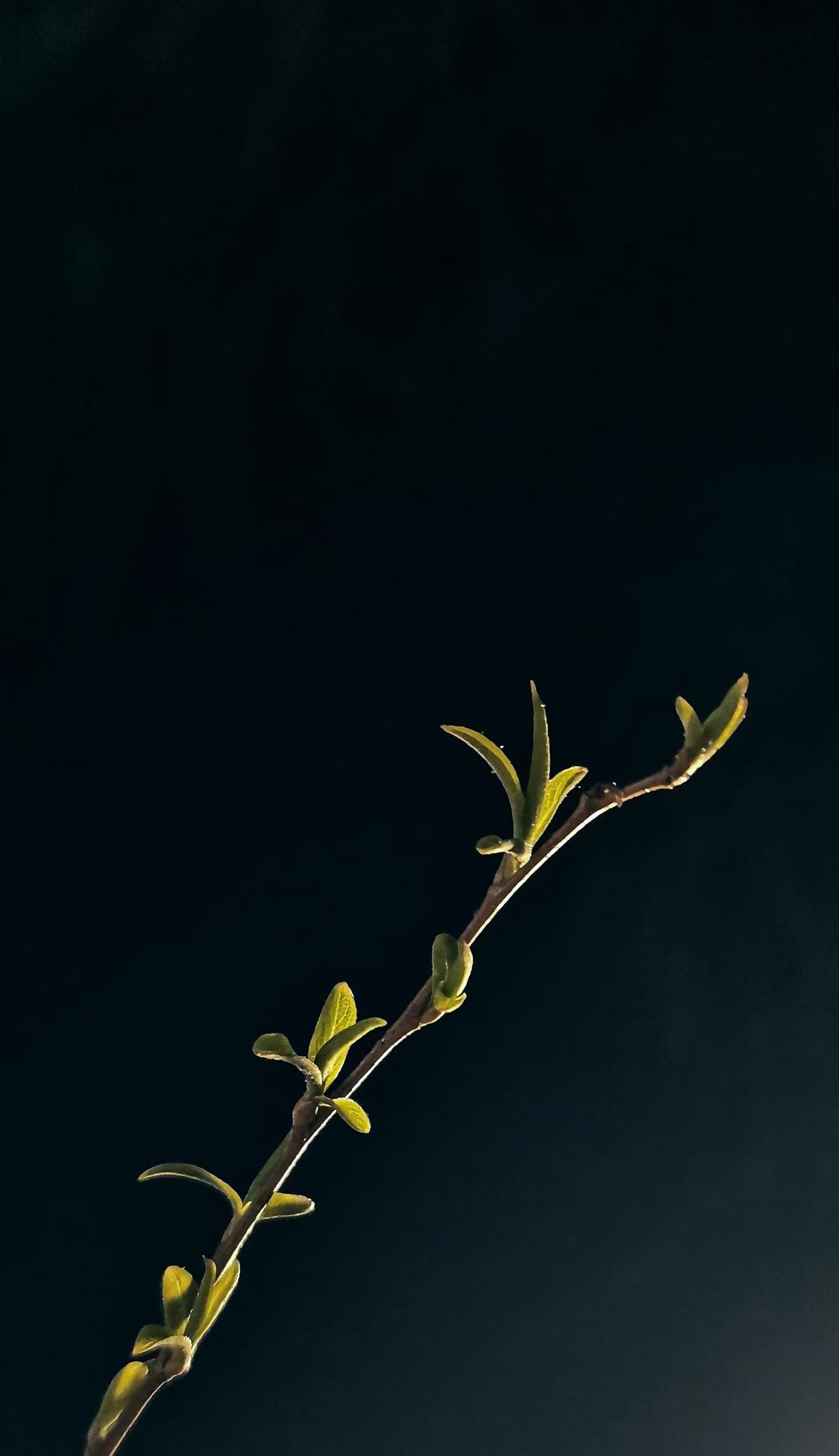春天来了，花开了。一切都是这么美好，你赏花了吗？
面对盛开的鲜花，放歌一曲，让自