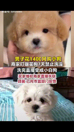 “离谱！”黑龙江张先生花1400元网购了一只香槟色小狗，商家特意告知七天内不能给