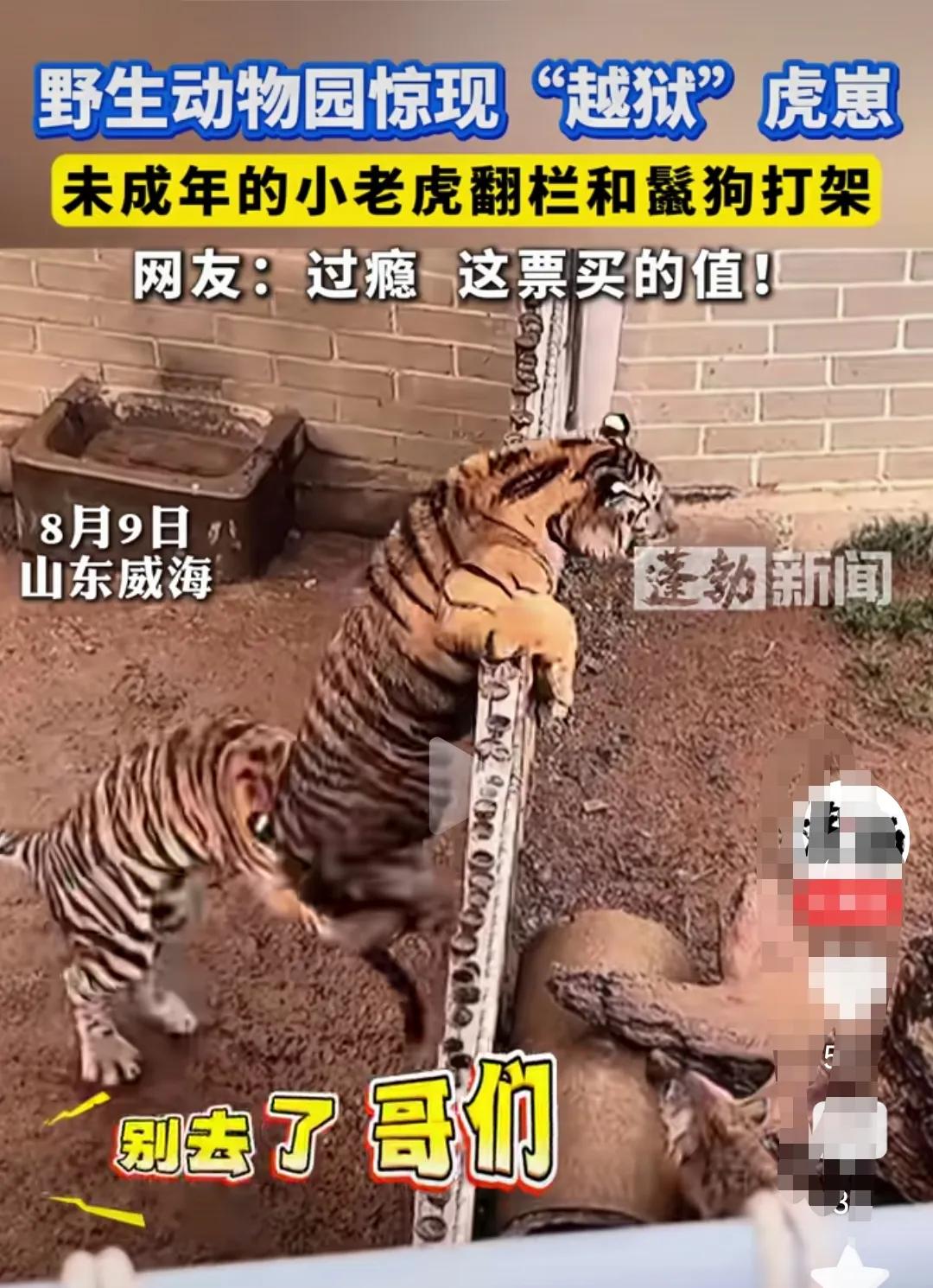 威海野生动物园一只老虎越狱想单挑鬣狗，被身后的老虎几次拽下来，仿佛再说：别去了吧