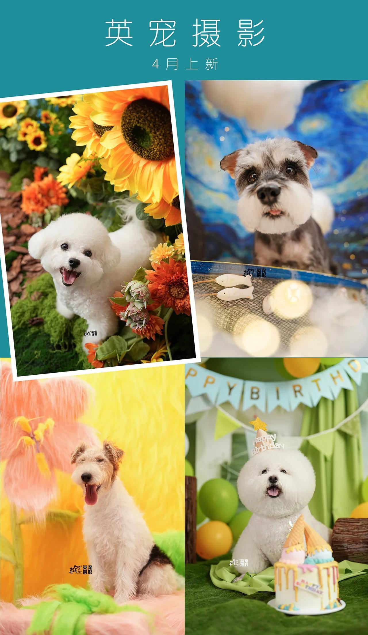 四选三
英宠上海店内景即将上新
你们选哪个？？投票一下，我们好下定决心！😜