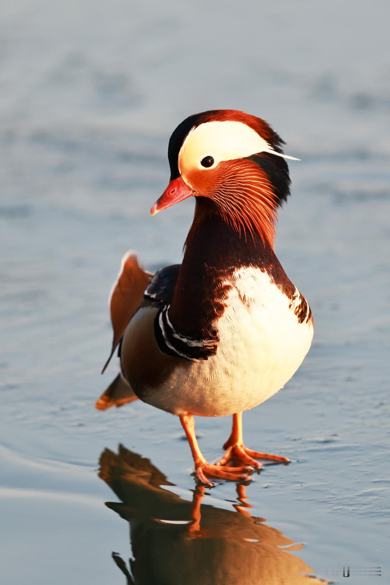 玉渊潭公园的鸳鸯