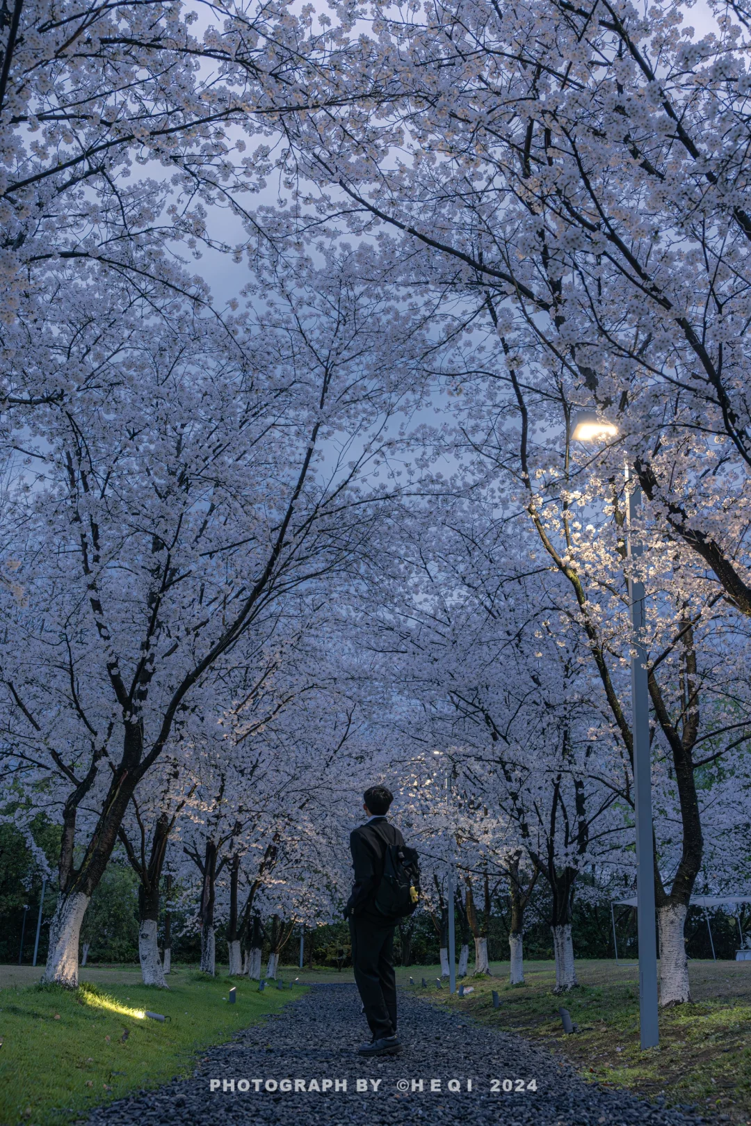 🌸别去挤西湖了，这里才是杭州赏樱天花板❗️