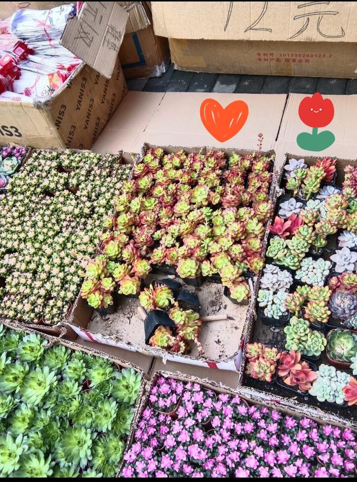 这多肉花真的好看了！

家人们，逛花市真的太治愈了！你看这一摊多肉，简直是多肉爱