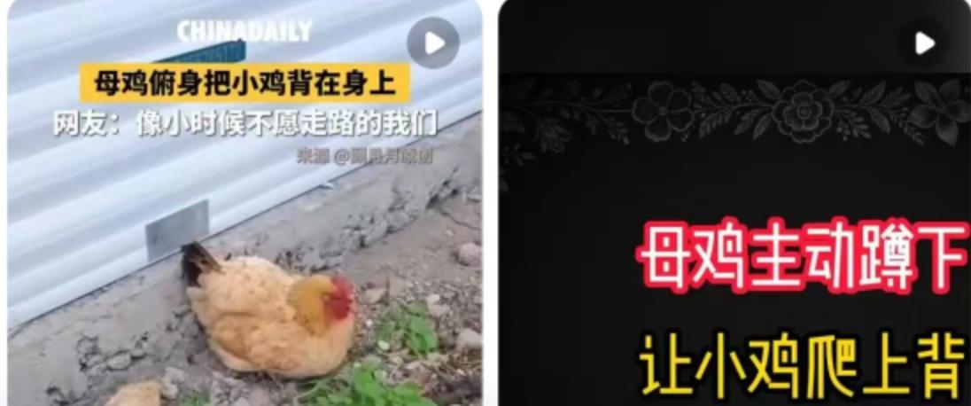 近日，一段母鸡俯身让小鸡爬上背部，随后驮着小鸡继续前行的短视频在网络上迅速发酵。