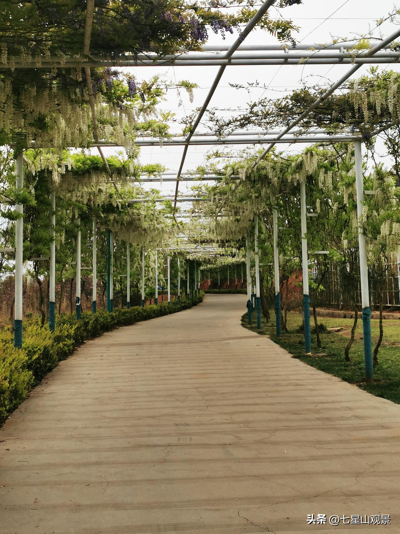 公园美丽景随拍