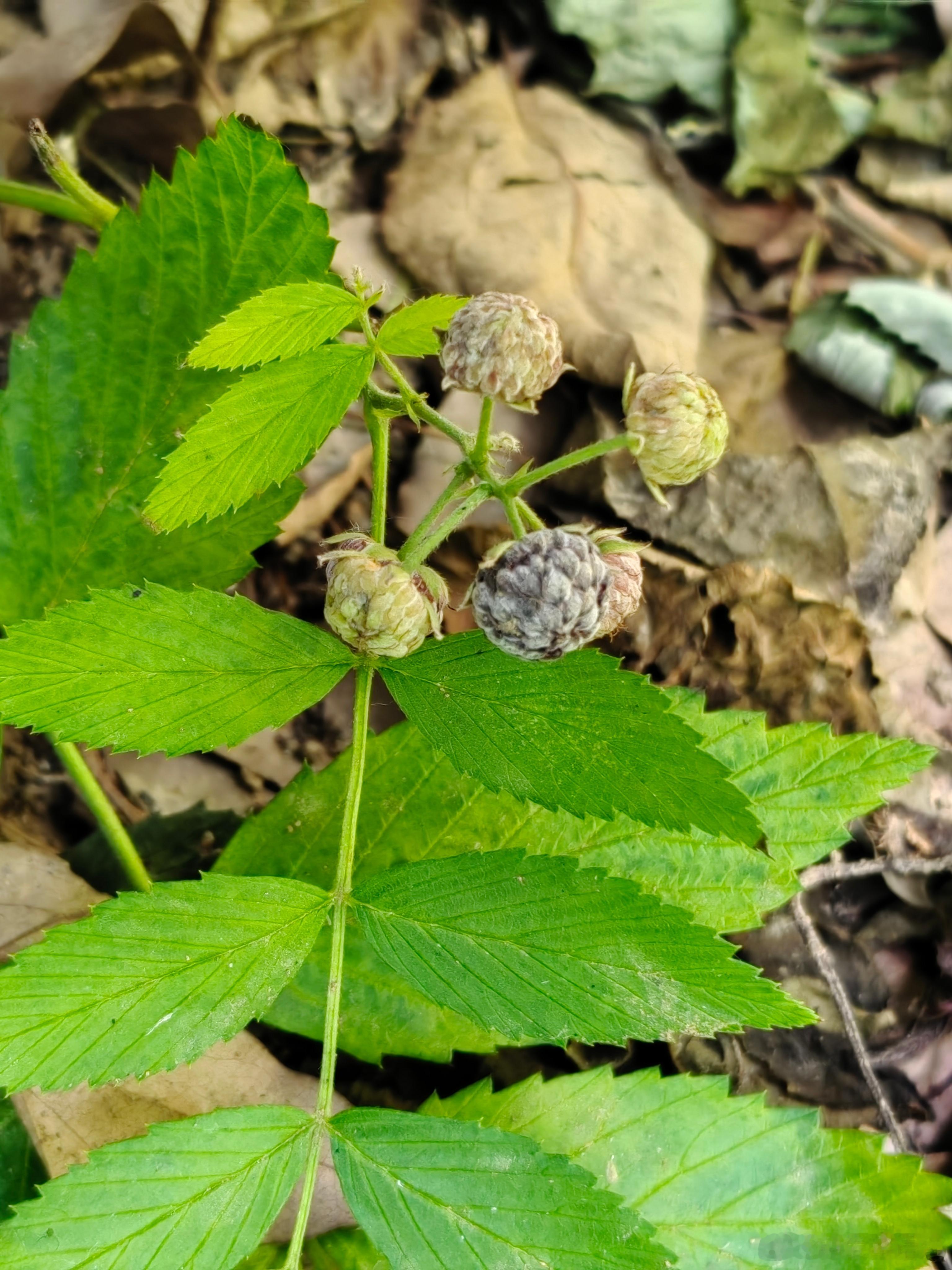 第一种还行（未充分成熟也不太酸），第二种是真的酸（能灵魂出窍三分钟）。第一种就是