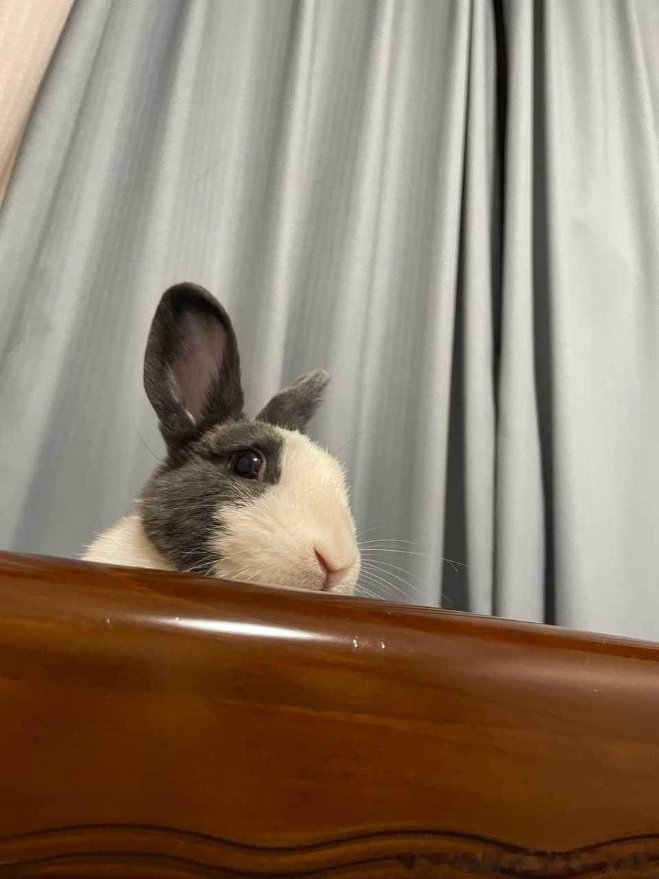 14224🐇【这是高柱的兔，已然是家里的小皇帝了】 