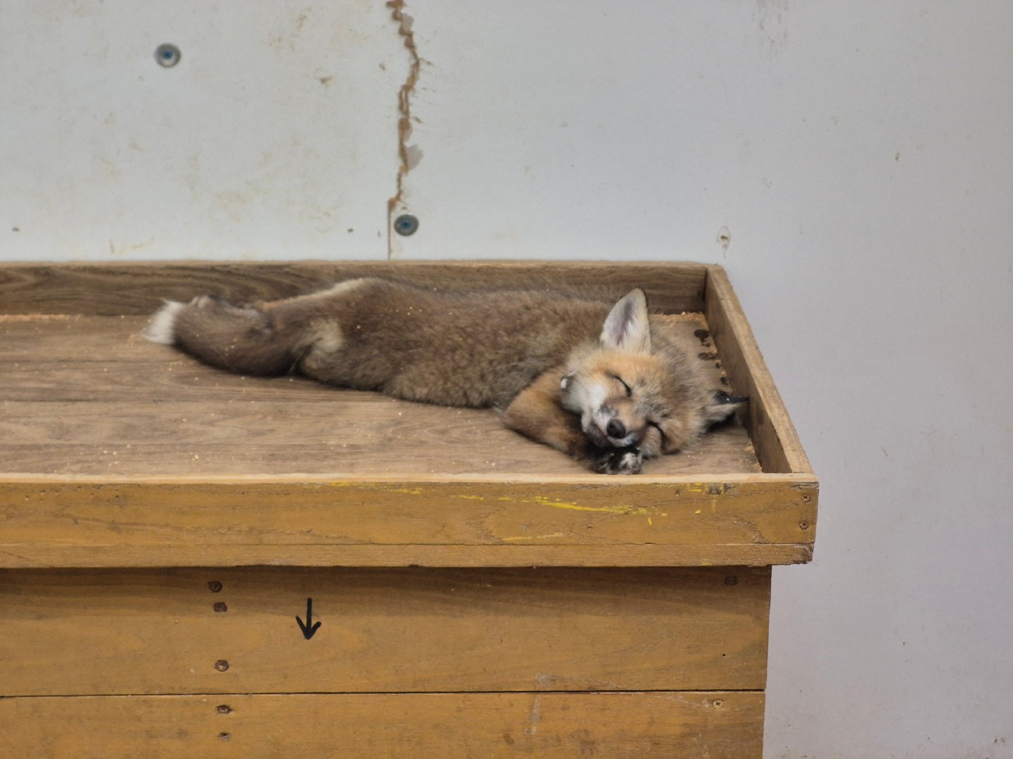 呼呼呼…©️kon_fox_village 