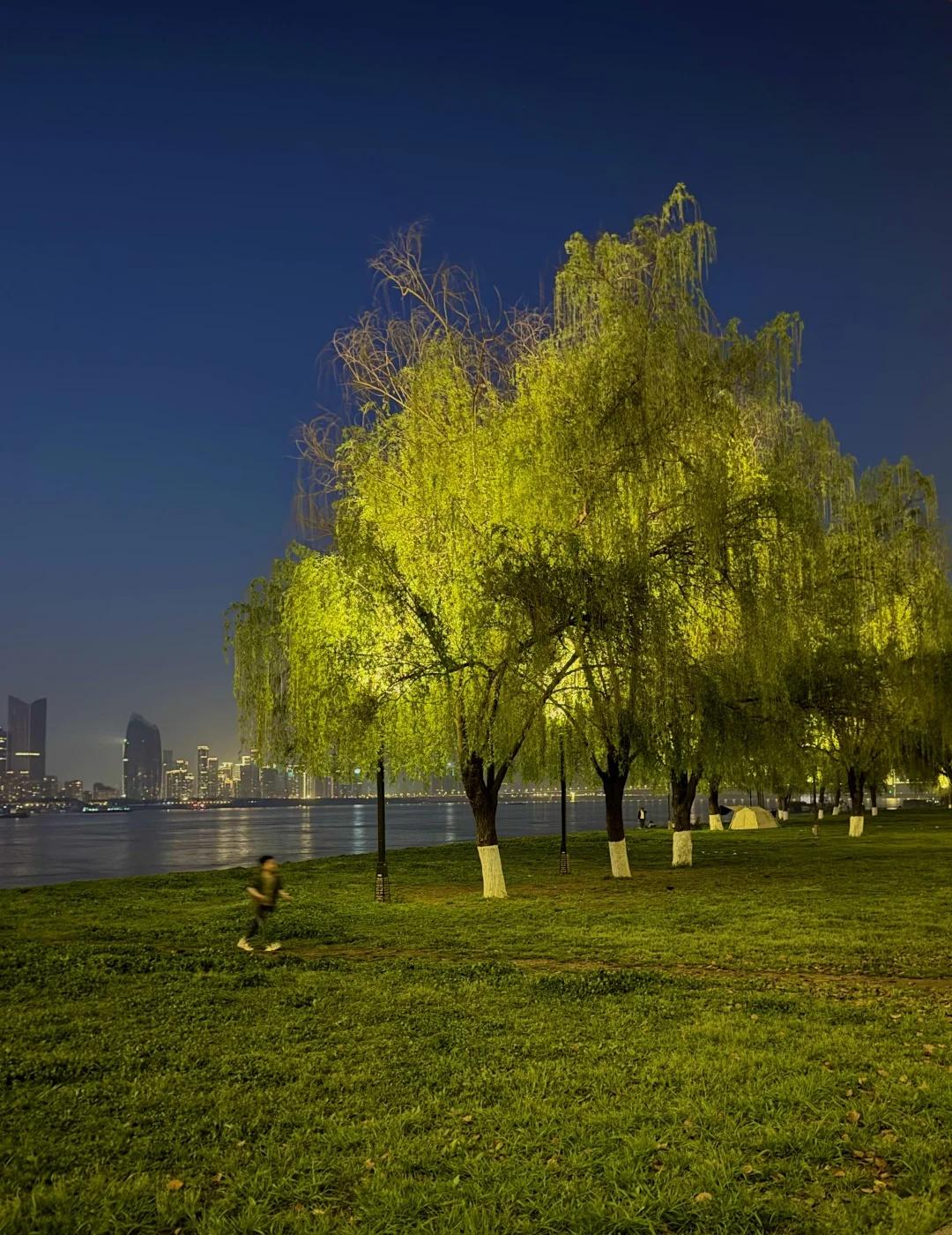 武汉市政：万一柳树想留齐刘海儿呢。。。。。
看起来呆呆萌萌不会摇曳的柳树…..