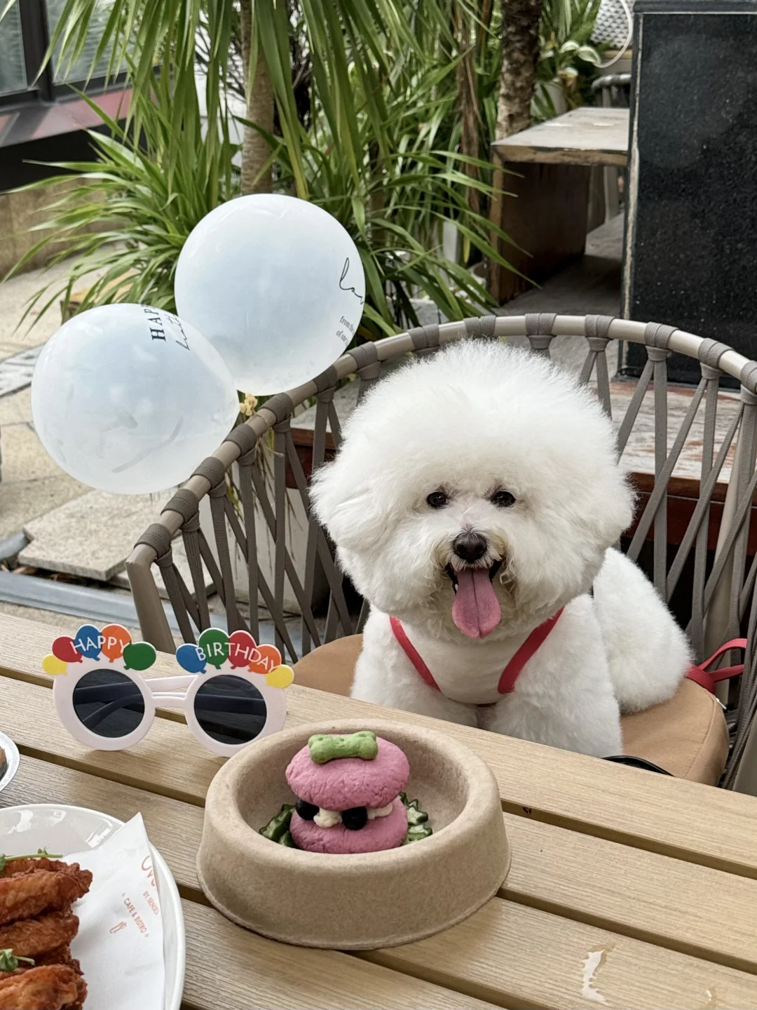 小狗探店日记 │ 🐶OOTD