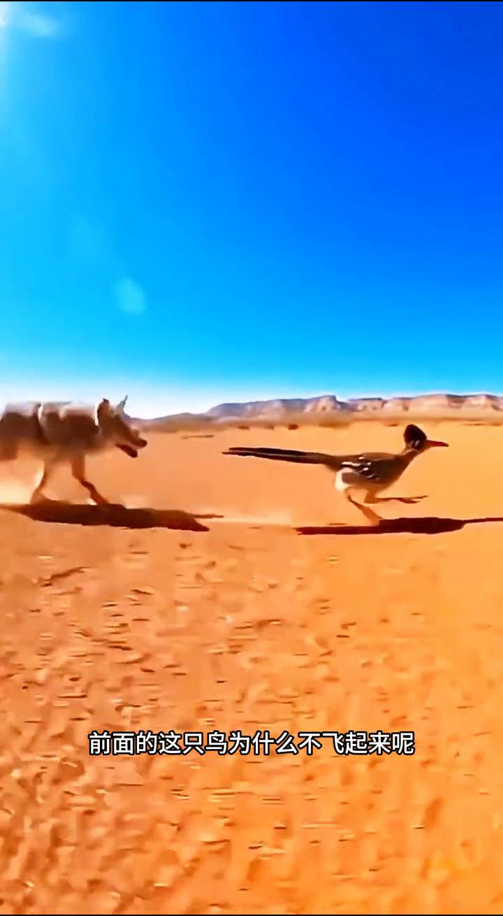 这是网友意外拍摄到郊狼捕猎的刺激画面。很多人好奇前面的这只鸟为什么不飞起来？再这
