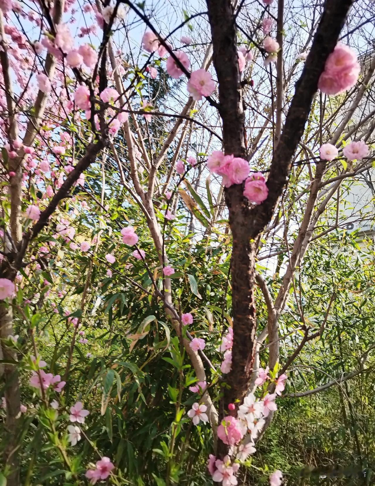 桃红柳绿，好一派春日暄妍。

我拍照的时候，边上几个大妈正在往上爬，爬到树上照。