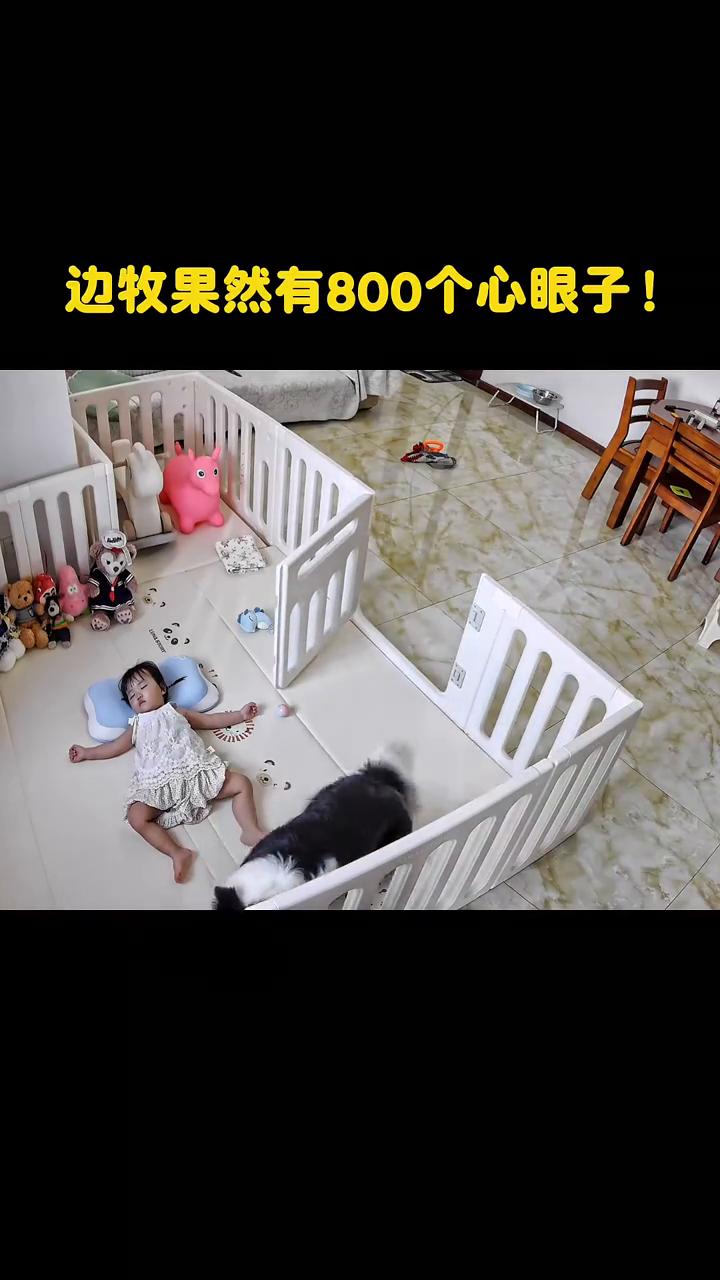边牧果然有800个心眼子。