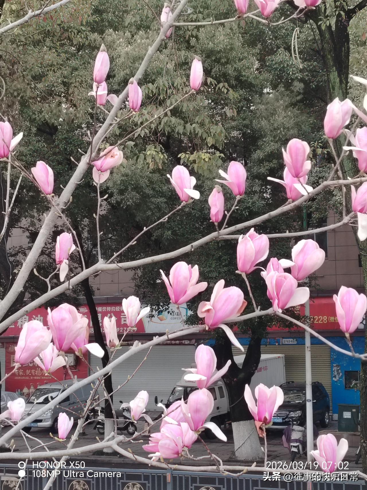 3月19日长江岸边晨练赏玉兰花