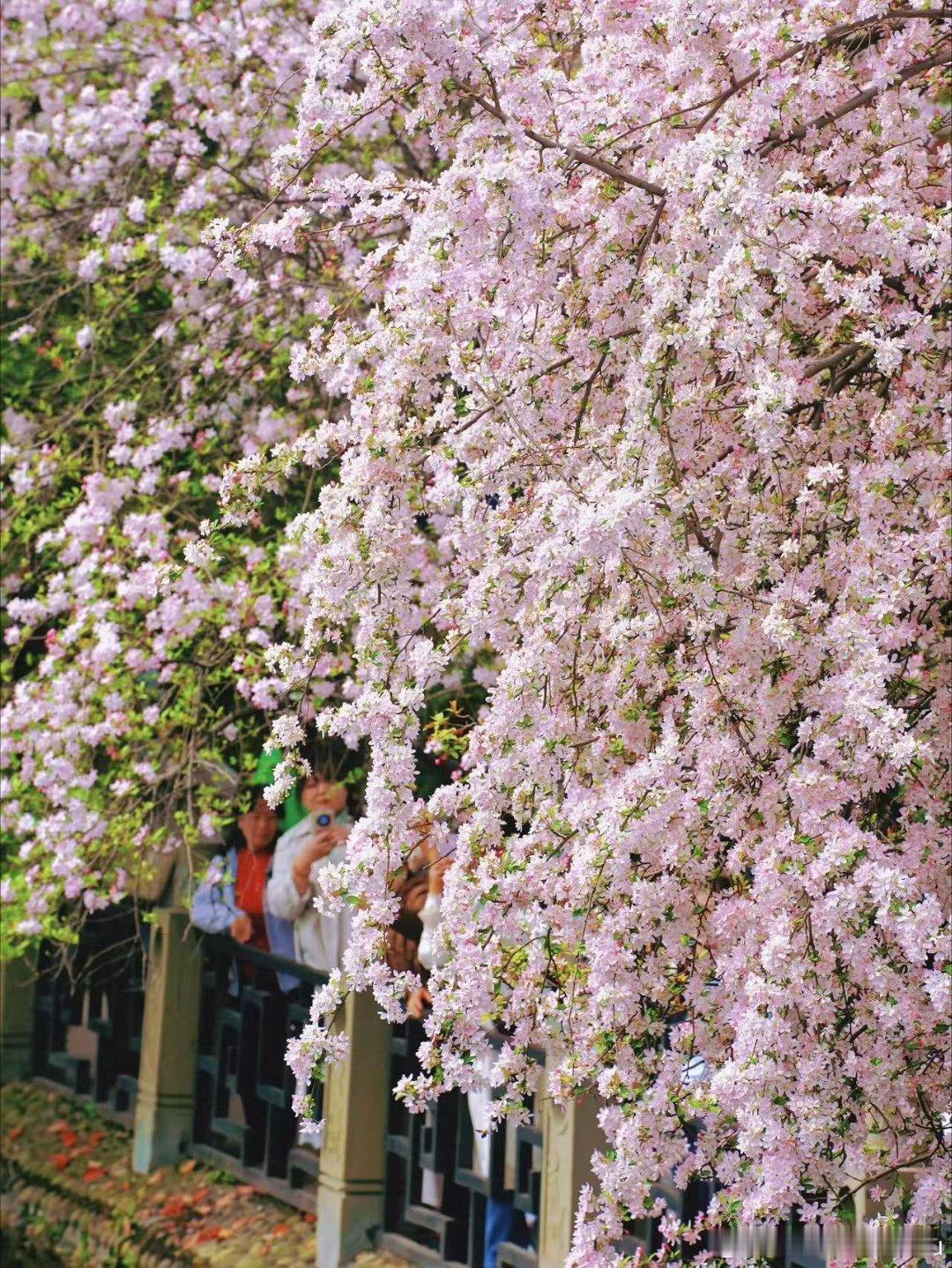 在成都赴一场春日之约浣花溪畔落英轻，青龙湖骑行追风。汉服赏花、市集尝鲜，把春天玩