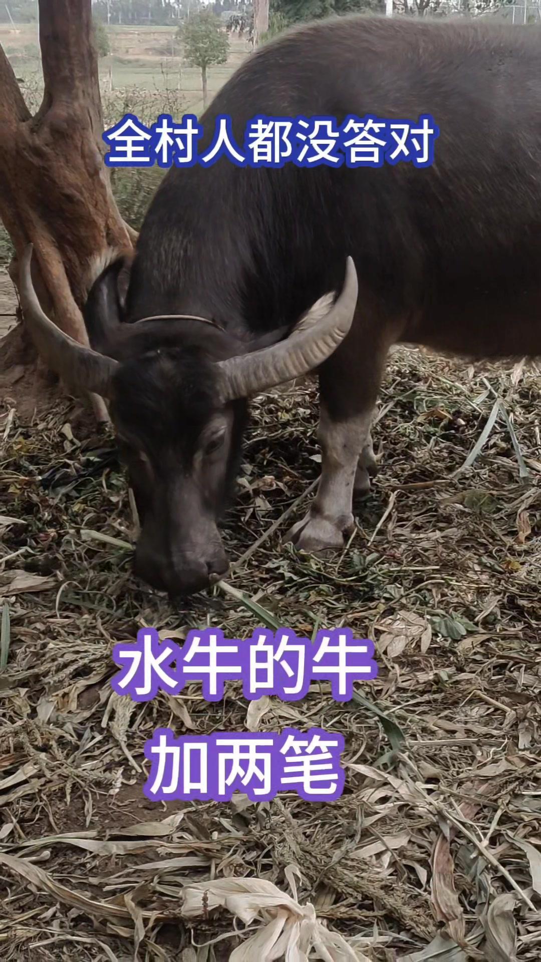 今天来个有趣的猜字题～水牛的“牛”加上两笔，你能想到什么字吗？我一开始以为是“生
