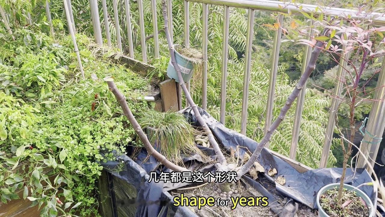 🍃盆栽无花果想养成经典树形？3年时间从扦插苗到老桩树形，关键在这几个步骤！
