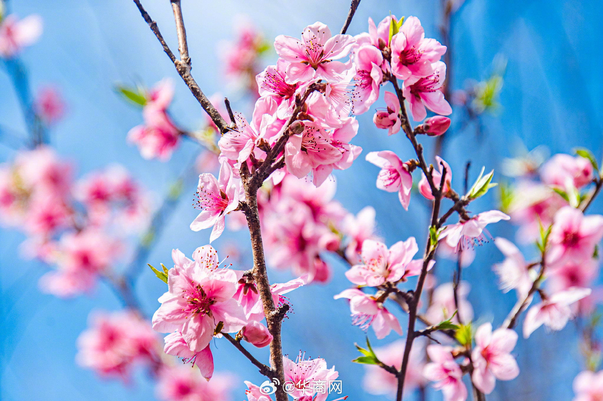 #三秦暮鼓# 【#赣州桃花被春风唤醒#】近日，江西赣州的桃花竞相绽放，粉色的花朵