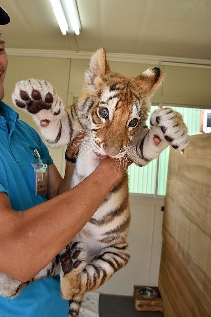 虎扑警告~~~！！ฅ(̳•ω•̳)ฅ